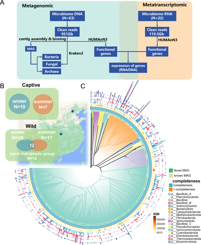Plasticity of the gut microbiome of golden snub-nosed monkeys (Rhinopithecus roxellana) in response to seasonal variation in diet.