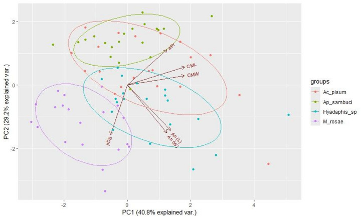 Host species of larvae contribute to intraspecific variation of deutonymphs - a case study of Allothrombium fuliginosum (Trombidiformes: Trombidiidae) parasitizing aphids.