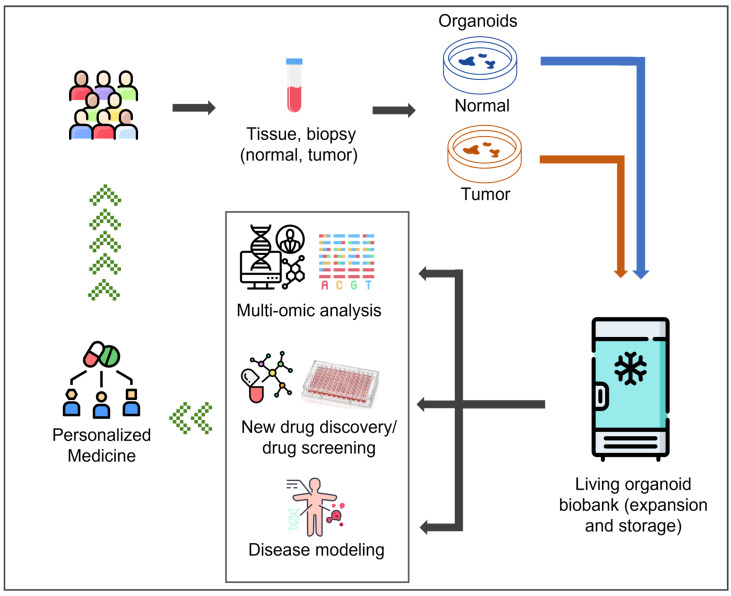 Patient-Derived Organoid Biobanks for Translational Research and Precision Medicine: Challenges and Future Perspectives.
