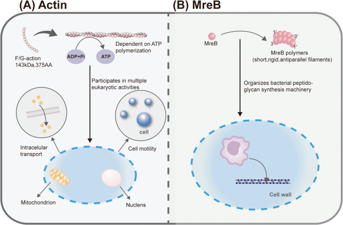 MreB: unraveling the molecular mechanisms of bacterial shape, division, and environmental adaptation.