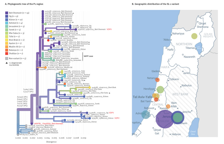 Early detection of a circulating pre-vaccine-derived poliovirus type 1 (pre-VDPV1) variant linked to an acute flaccid polio case prior to VDPV1 emergence, Israel, 2024 to 2025.