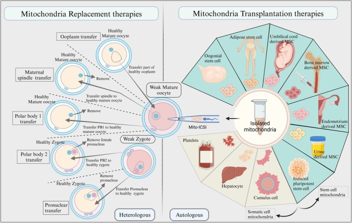 Significance of Mitochondrial Dynamics in Reproductive Physiology: Current and Emerging Horizons in Mitochondrial Therapy for Assisted Reproductive Technologies.