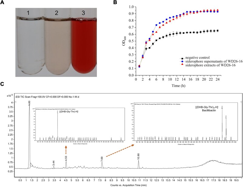 Probiotic paradox: bacillibactin from <i>Bacillus velezensis</i> drives pathogenic <i>Vibrio alginolyticus</i> proliferation through siderophore piracy.