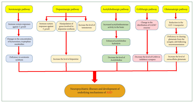 Possible association between Toxoplasma gondii infection and autism spectrum disorder.