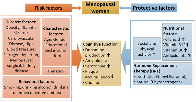 The preventive role of tempeh isoflavones on menopausal women's cognitive function: A multiple mechanism pathway.