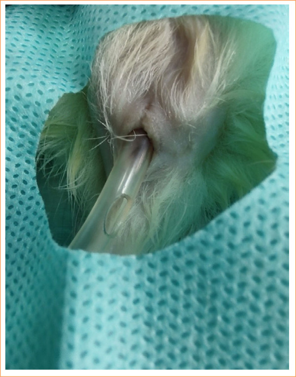 A standardized protocol for anal fistula induction in a rat model.