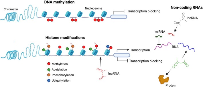 Deciphering the Molecular Dialogue: Mitochondria, Epigenetics, and Extracellular Vesicles in Placental Function and Pregnancy Complications.