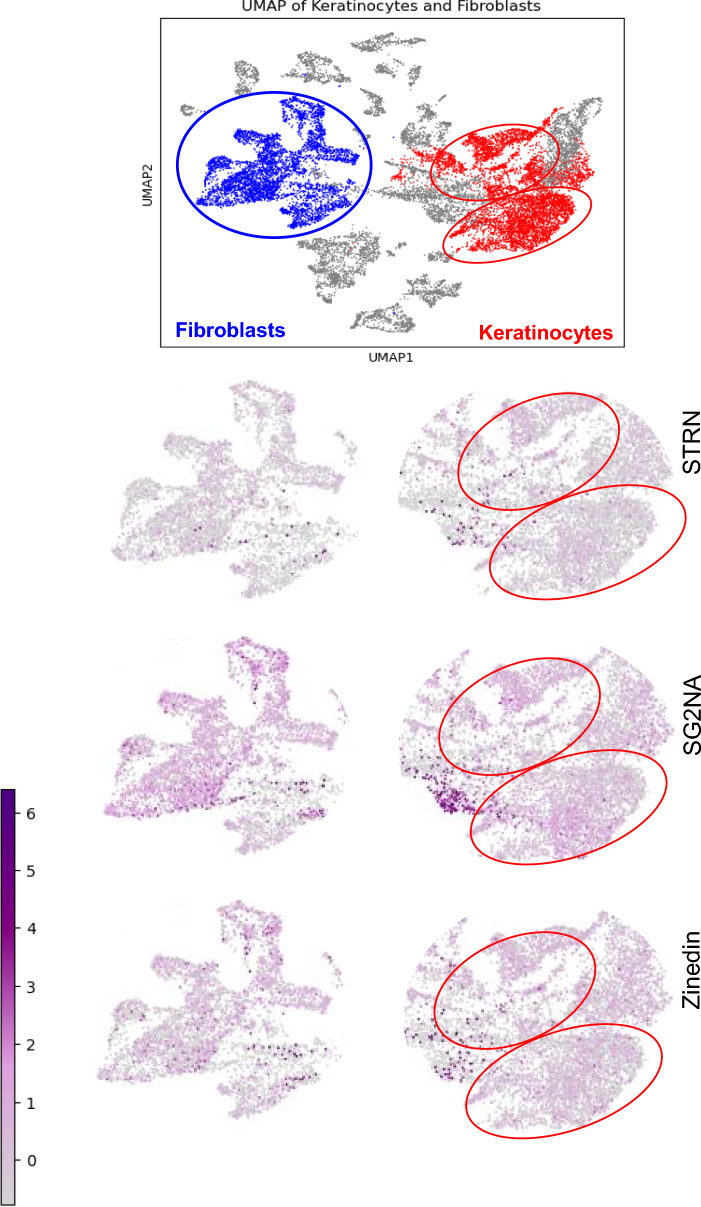 The role of the striatin family proteins in hippo signaling and cellular regulation.