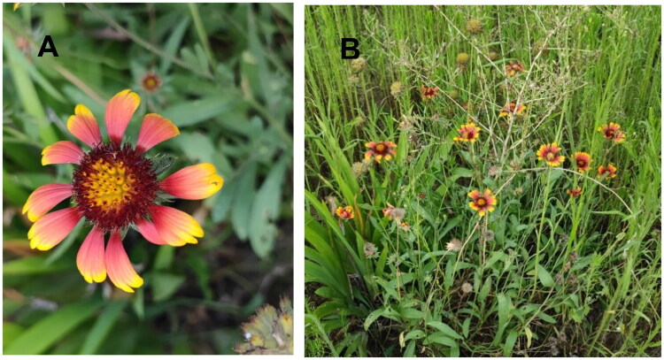 The complete chloroplast genome of <i>Gaillardia pulchella</i> Foug. and its phylogenetic analysis.