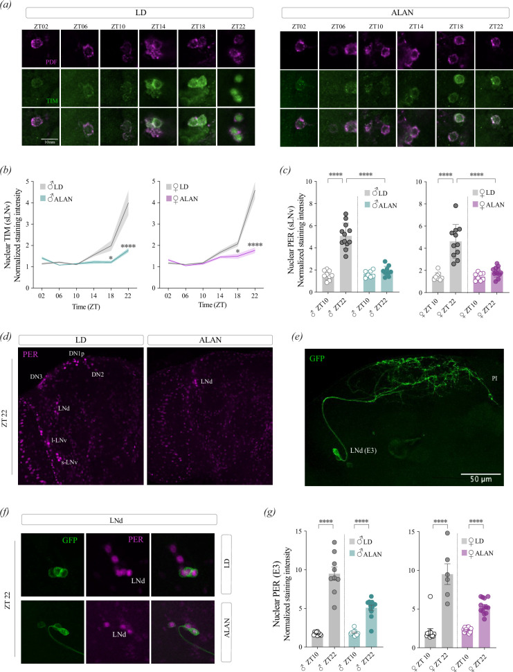 Sexually dimorphic and clock gene-specific effects of artificial light at night on <i>Drosophila</i> behavioural rhythms.