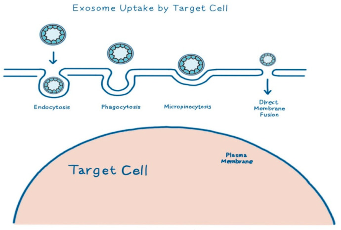 Therapeutic Potential of Stem Cell-Derived Exosomes in Skin Wound Healing.
