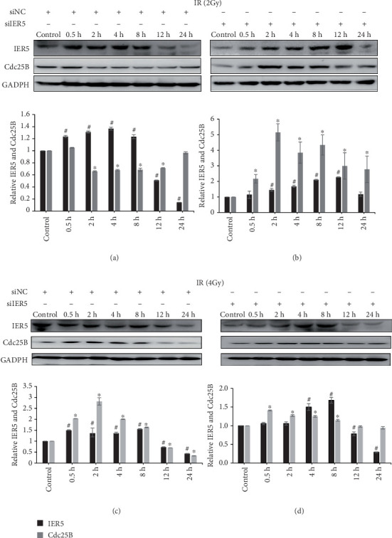 IER5 Negatively Regulates Cdc25B Expression in HeLa Cells After Gamma Ray Irradiation.