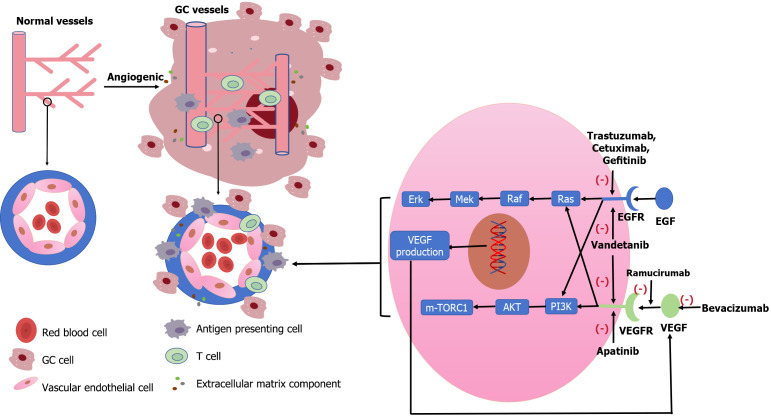Progress of immune checkpoint inhibitors in gastric cancer.