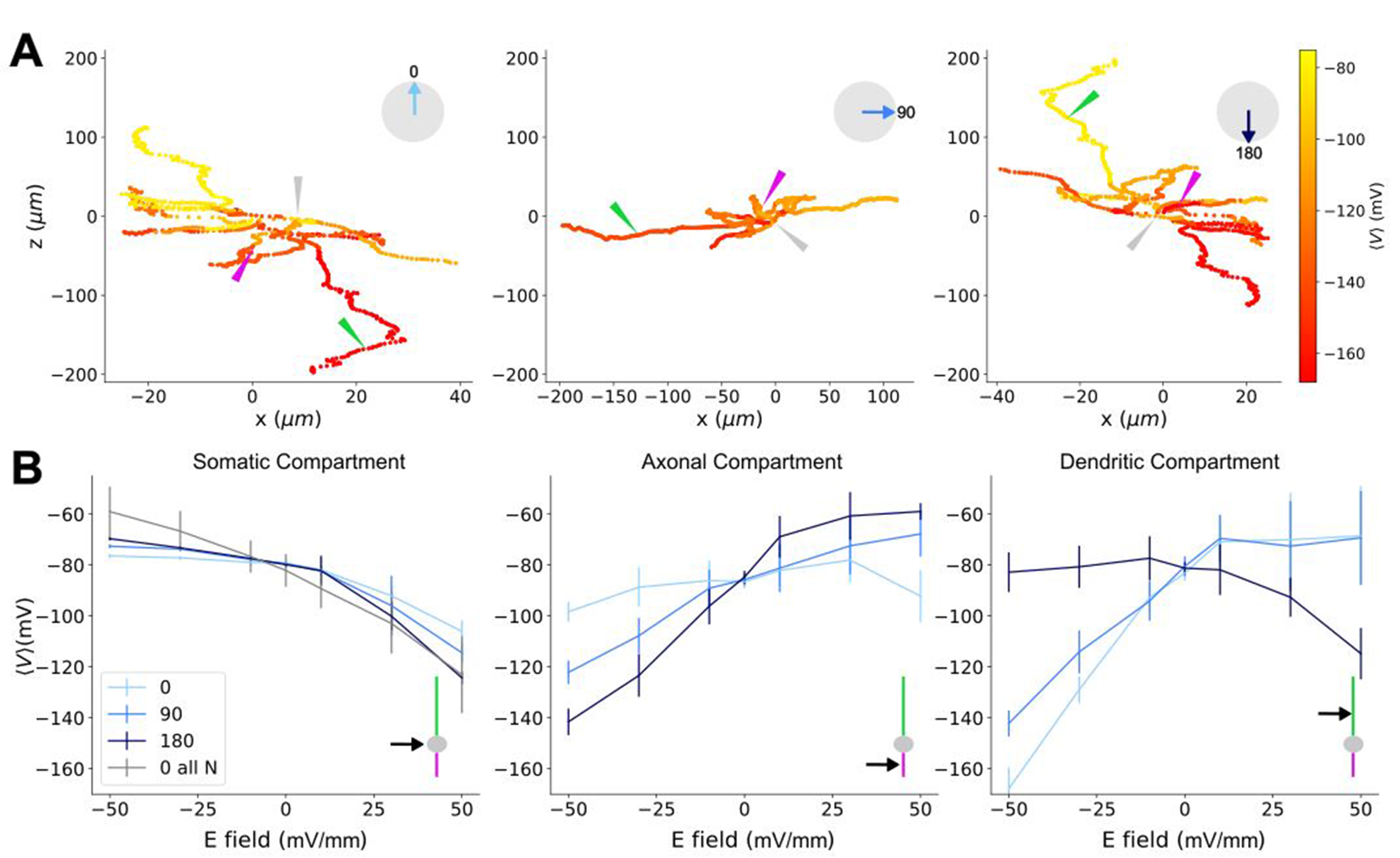 Morphological variability may limit single-cell specificity to electric field stimulation.