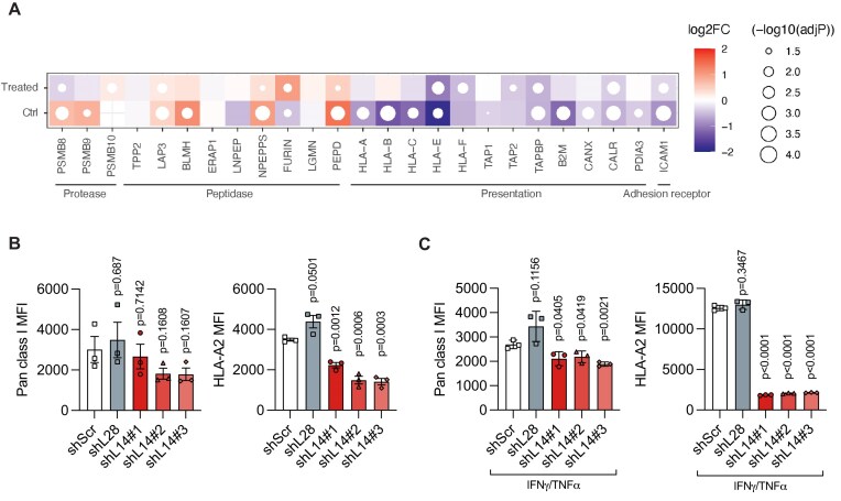 Loss of ribosomal protein uL14 enables tumor escape from T cell immunosurveillance.