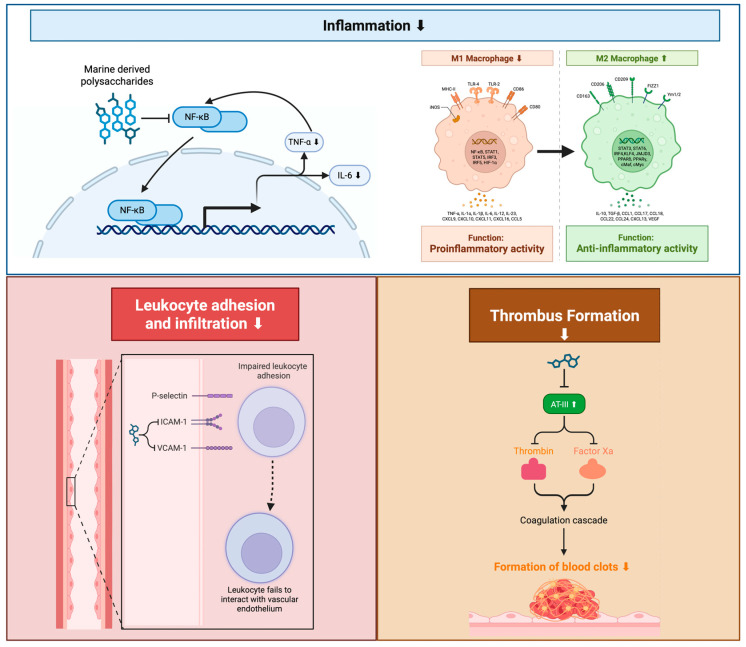 Marine-Derived Polymers-Polysaccharides as Promising Natural Therapeutics for Atherosclerotic Cardiovascular Disease.