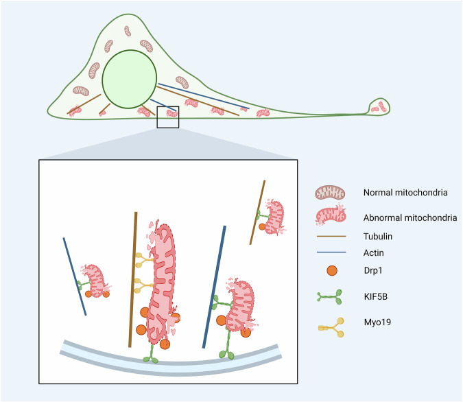 Biogenesis, functional roles, and pathological implications of migrasomes.