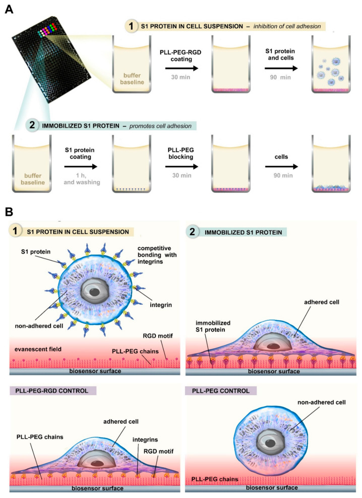 Kinetic Analysis of SARS-CoV-2 S1-Integrin Binding Using Live-Cell, Label-Free Optical Biosensing.