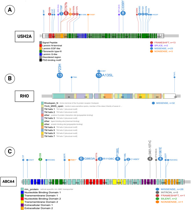 Inherited retinal diseases in Kentucky: diagnostic yield, gene variants, and novel mutations in a U.S. population.