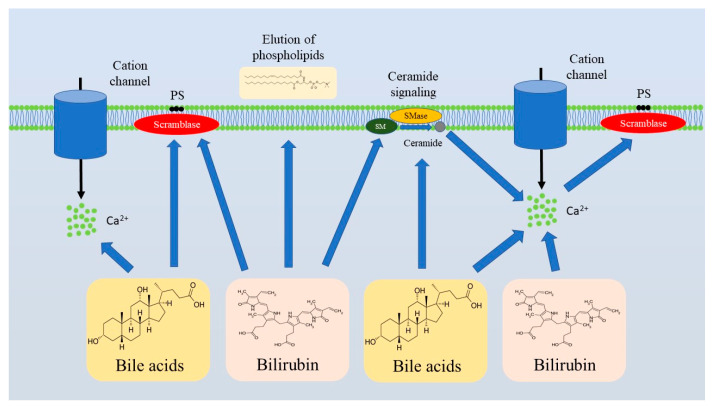Eryptosis in Liver Diseases: Contribution to Anemia and Hypercoagulation.