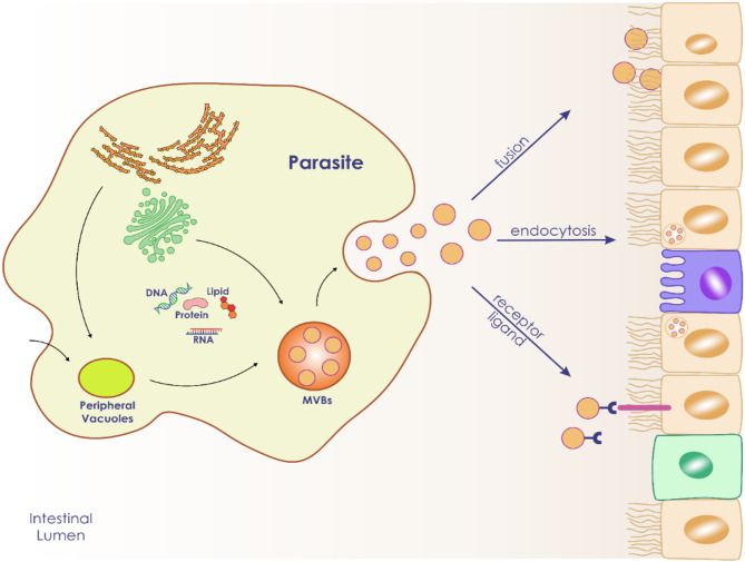 Extracellular vesicles in intestinal protozoa: hidden mediators of host-parasite communication.