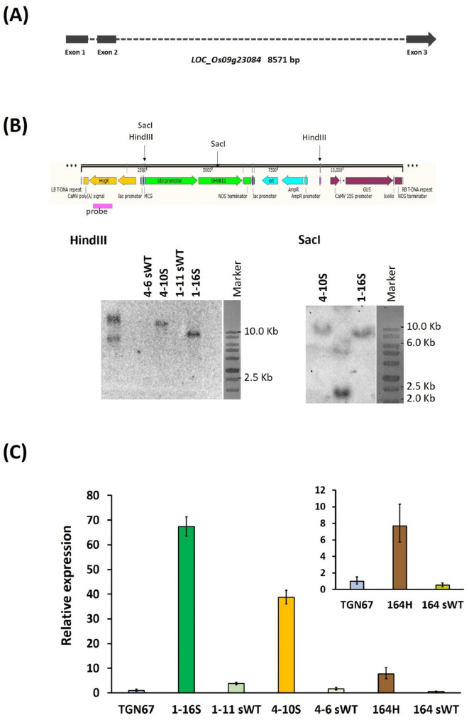 The endoglucanase gene LOC_Os09g23084 is involved in rice development and susceptibility to sheath rot disease.