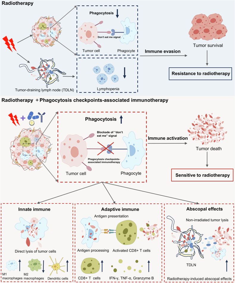 Roles of the phagocytosis checkpoint in radiotherapy.