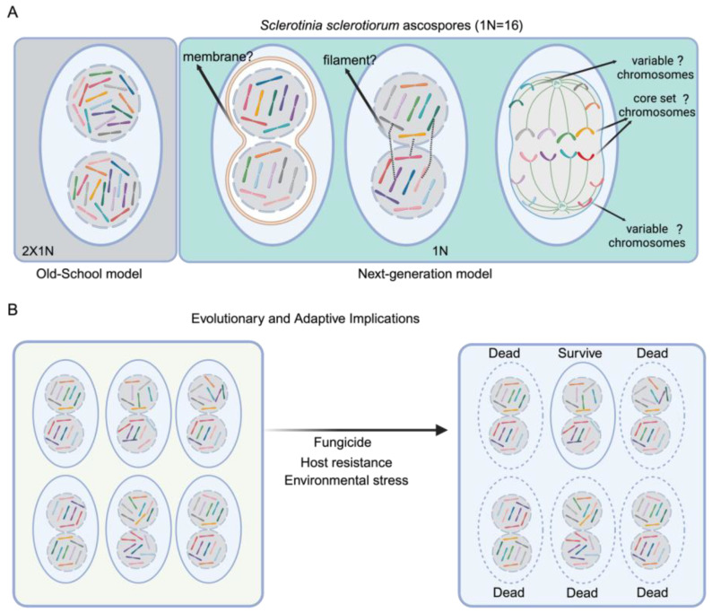 Splitting Haploid Chromosomes into Different Nuclei: New Mechanisms of Adaptation in Fungi?