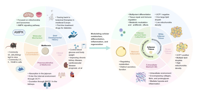Metformin and Adipose Tissue: A Multifaceted Regulator in Metabolism, Inflammation, and Regeneration.