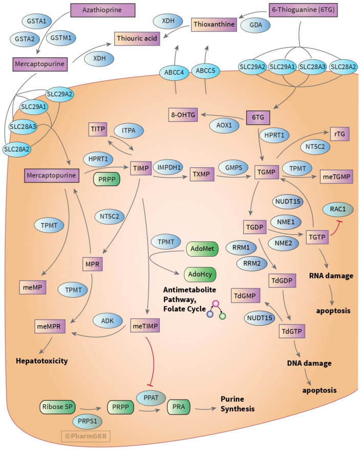 <i>NUDT15</i> Pharmacogenetics in Acute Lymphoblastic Leukemia: Synthesizing Progress for Personalized Thiopurine Therapy.