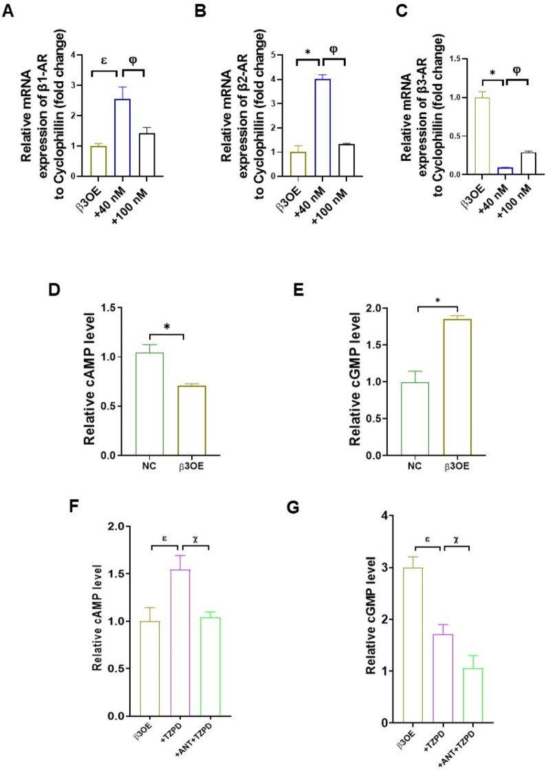 The dual GLP-1 and GIP receptor agonist tirzapetide provides an unintended interaction with the β-adrenoceptors and plays a role in glucose metabolism in hyperglycemic or senescent cardiac cells.