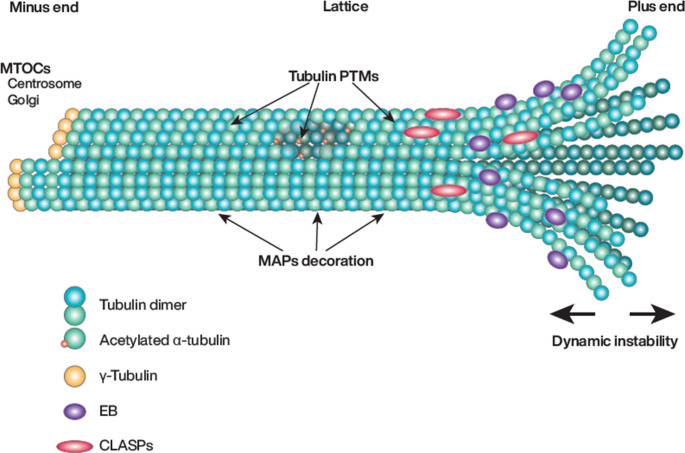 Microtubules and mechanosensing: key players in endothelial responses to mechanical stimuli.