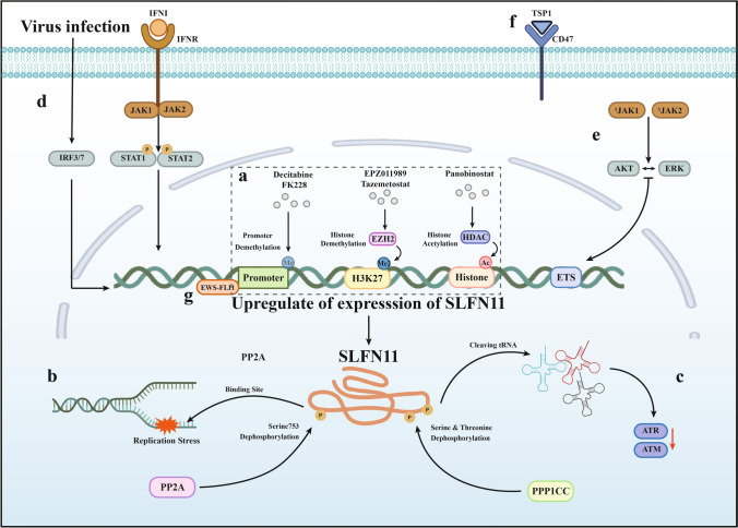 SLFN11, far from being limited to responding to cancer DNA damage.