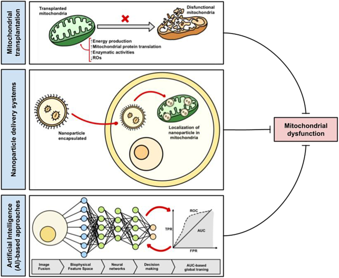Innovative strategies for mitochondrial dysfunction in myeloproliferative neoplasms a step toward precision medicine.