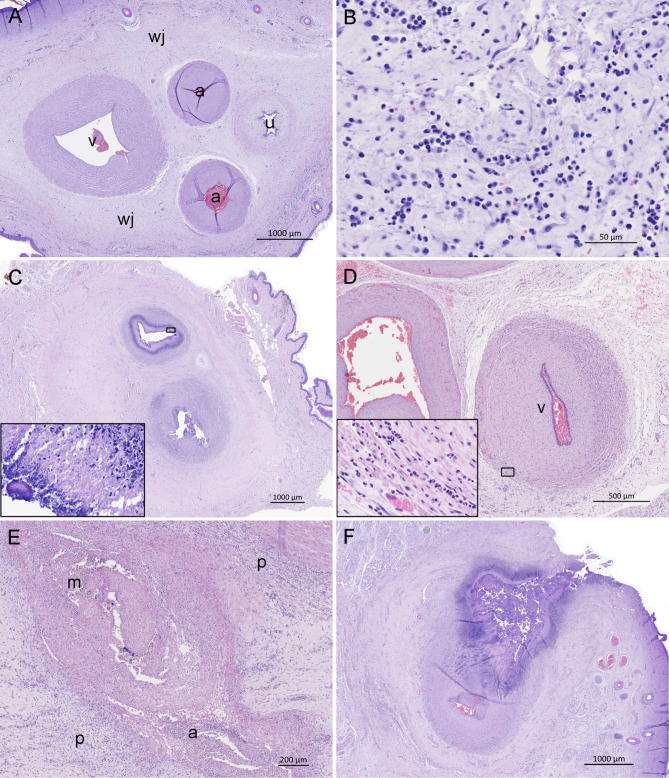Histopathological characterisation of omphalitis in piglets.