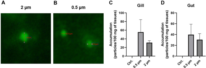 Assessment of the Risk of Microplastics on Gill and Gut Health and Subsequent Pathogen Susceptibility in the Goldfish Model.