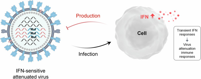 Synthetic biology-inspired development of live attenuated influenza vaccines.
