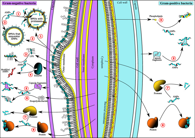 Extracellular defense of bacteria against antimicrobial peptides.