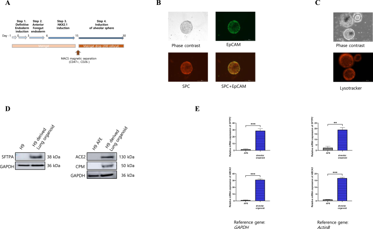 3D alveolar organoid drug screening model for targeting TGF-β1 in pulmonary fibrosis.