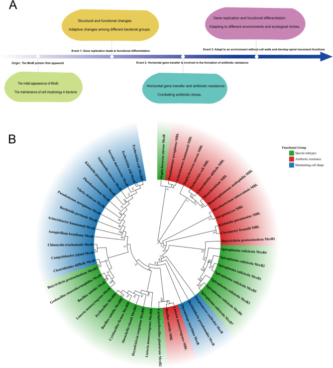 MreB: unraveling the molecular mechanisms of bacterial shape, division, and environmental adaptation.