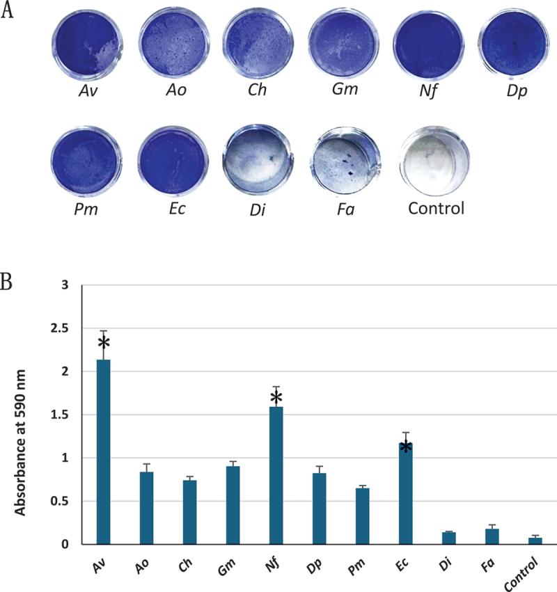 Cytokine release and NLRP3 inflammasome activation induced by low-abundance oral bacterial biofilms.