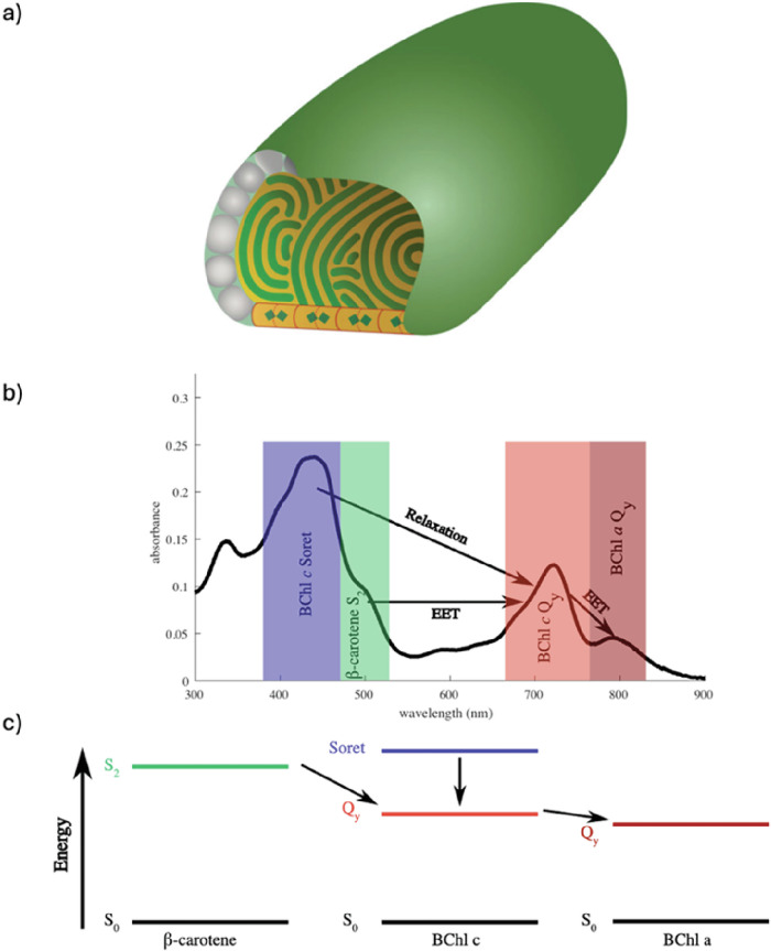 Photophysics of plasmonically enhanced self-assembled artificial light-harvesting nanoantennas.