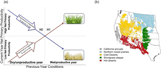 Widespread legacy effects on net primary productivity across western US drylands.