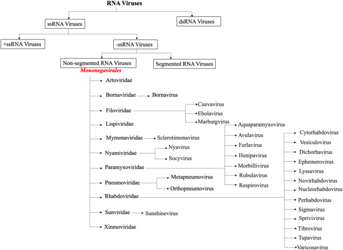 Participation of host cell proteins in inclusion bodies of non-segmented RNA virus infected cells: a molecular insight.