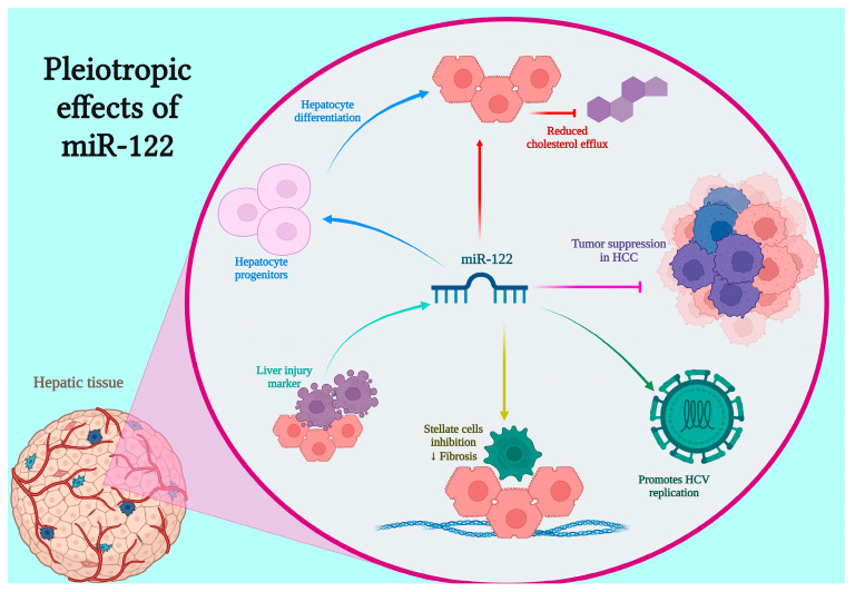 MicroRNAs in Liver Cirrhosis: Diagnostic and Therapeutic Perspectives-A Comprehensive Review.