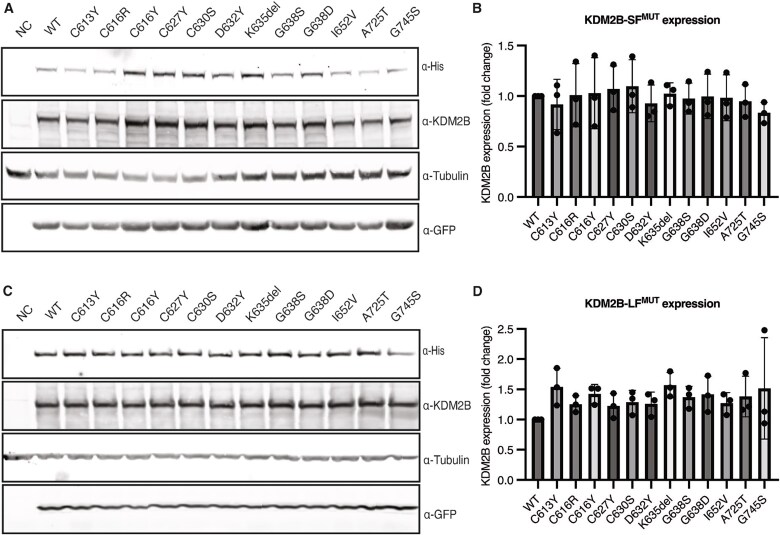 KDM2B variants in the CxxC domain impair its DNA-binding ability and cause a distinct neurodevelopmental syndrome.