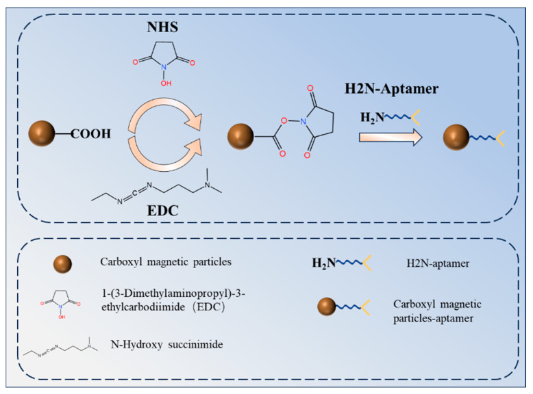 Development of a Novel Aptamer-Antibody Sandwich Chemiluminescent Biosensor and Its Application in the Detection of Aflatoxin B<sub>1</sub>.
