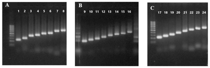 Detection of Microorganisms Causing Human Respiratory Infection Using One-Tube Multiplex PCR.