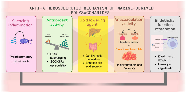 Marine-Derived Polymers-Polysaccharides as Promising Natural Therapeutics for Atherosclerotic Cardiovascular Disease.