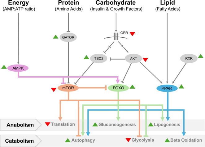 Using diapause as a platform to understand the biology of dormancy.